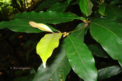 Isonandra lanceolata